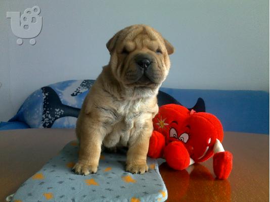 Kαλή τιμή!!!.Πουλάω όμορφα κουτάβια ράτσα SHAR-PEI - Σαρ Πέι- 350 euro...